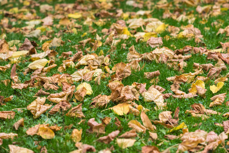 Autumn lawn with fallen down leaves.