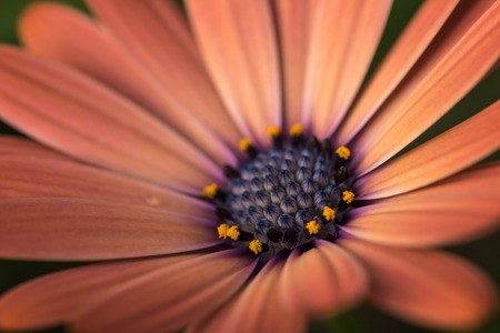 Closeup of colourful osteospermum flower or cape daisyの写真素材