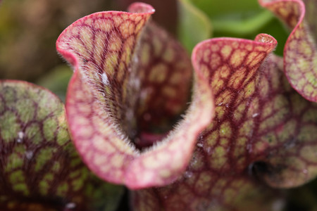 Darlingtonia Californica, also knows as Cobra Lily.の写真素材