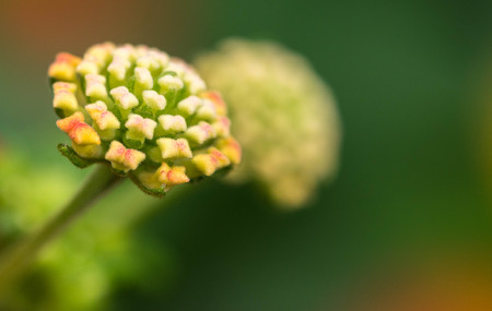 Colorful Hedge Flower, Weeping Lantana, Calippo Yellowの写真素材