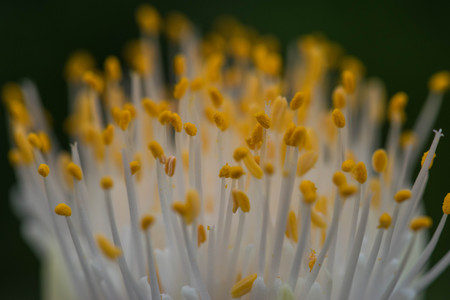 Extreme close up of a colourful flower stamen and stigma.の写真素材