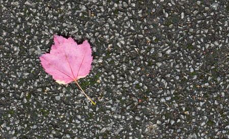 Lonely colourful fallen autumn leaf on a pavementの写真素材