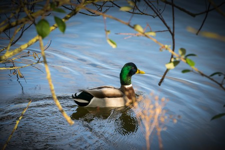 Anas platyrhynchos ,solitary male mallard duck swimming between the tress in Ryton pools, UK.の写真素材