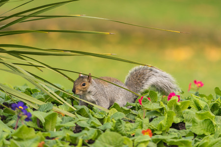 Grey squirrel close up view at the parkの写真素材