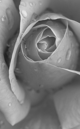 beautiful rose close up image with rain drops, black and whiteの写真素材