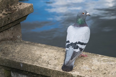 Columbia Livia, the Rock Dove looking directly at the camera.の写真素材