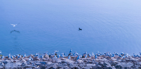 A flock of Seagulls standing still on the shore of Draycote Water Lake in England, with one of them taking off flying.の写真素材