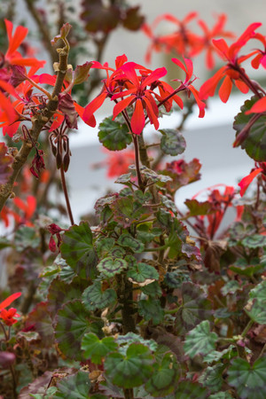 Dwarf Red flower, latin name Pelargonium Friesdorf , close up view in Birmingham Botanical Gardens.