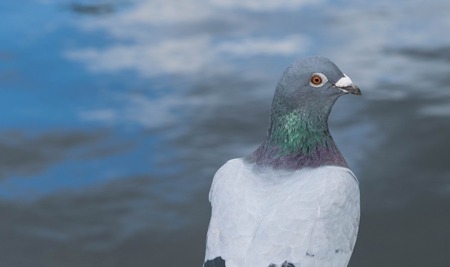 Columbia Livia, the Rock Dove looking directly at the camera.の写真素材