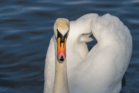 Mute Swan - Cygnus olorIn swimming in lake water water in Hyde Park, London.の写真素材