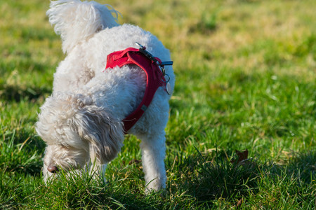 Cute dog walking and playing on the grass in the park.の写真素材