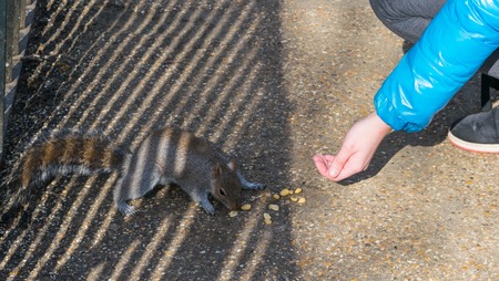 Little girl feeding squirrel with nuts in Hyde Park, Londonの写真素材