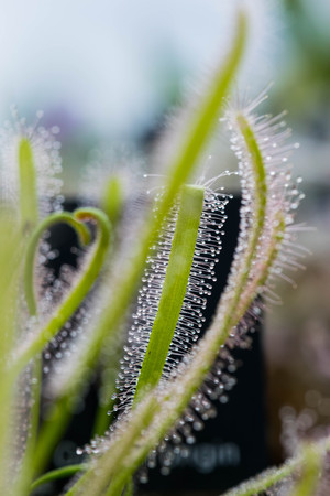 Drosera Capensis close-up view.