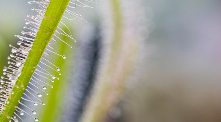 Drosera Capensis close-up view.