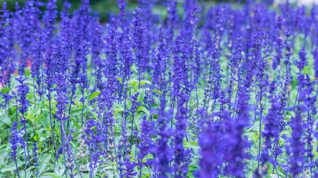 Lavender field, close up of lavdender violet stem.の写真素材