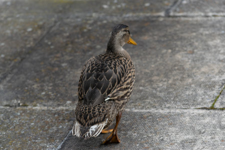 Ducks at Roger Stevens Pond, University of Leeds, United Kingdomの写真素材