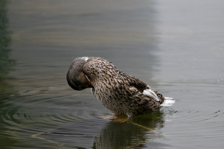 Ducks at Roger Stevens Pond, University of Leeds, United Kingdomの写真素材
