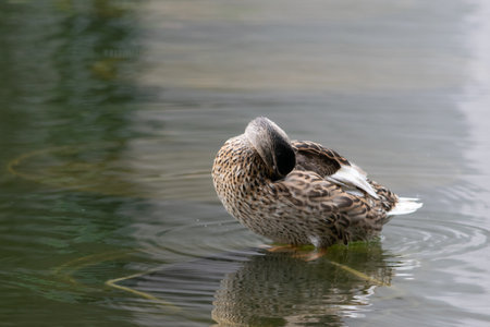 Ducks at Roger Stevens Pond, University of Leeds, United Kingdomの写真素材