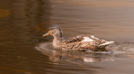Ducks at Roger Stevens Pond, University of Leeds, United Kingdomの写真素材