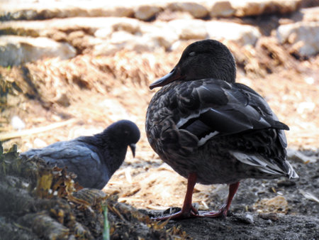duck and pigeon on the ground in the park, close upの写真素材