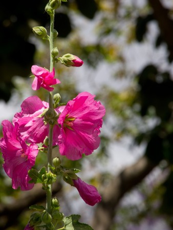flowersの写真素材