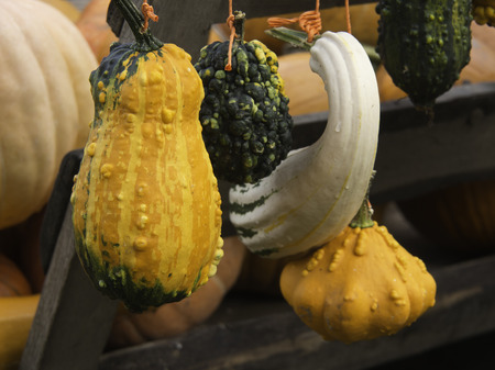 pumpkinの写真素材