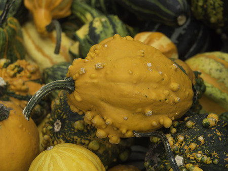 kuerbisの写真素材