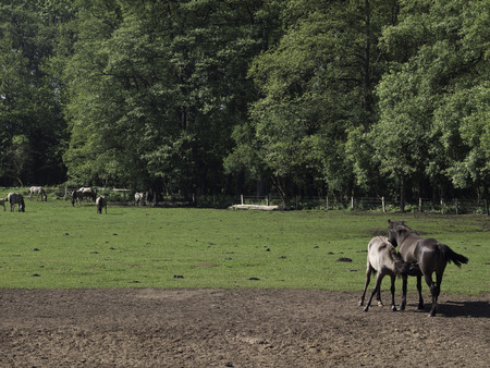 horsesの写真素材