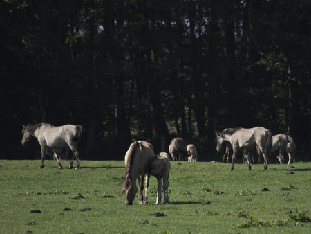 wild horsesの写真素材