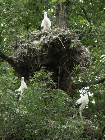 storchの写真素材