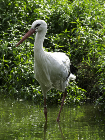 stork birdの写真素材
