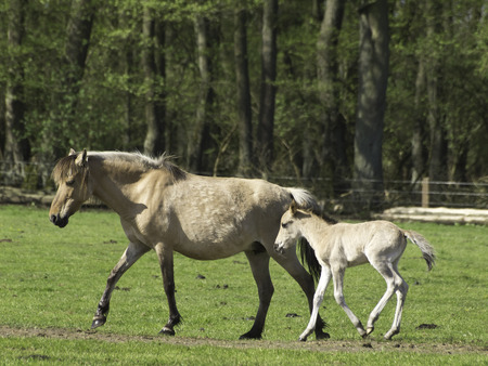 wild horseの写真素材