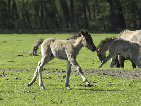 foalの写真素材