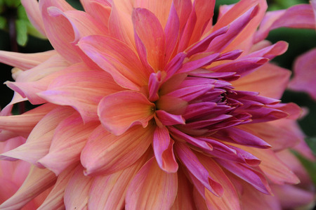 flowerの写真素材