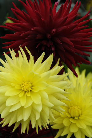 dahliaの写真素材