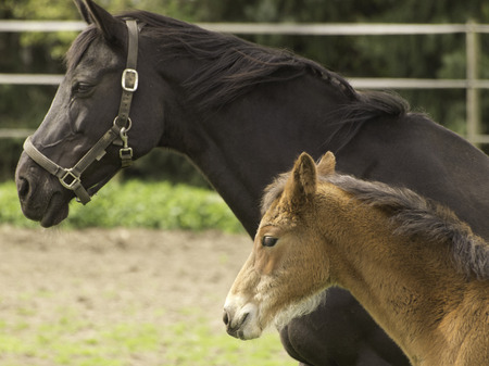 horsesの写真素材