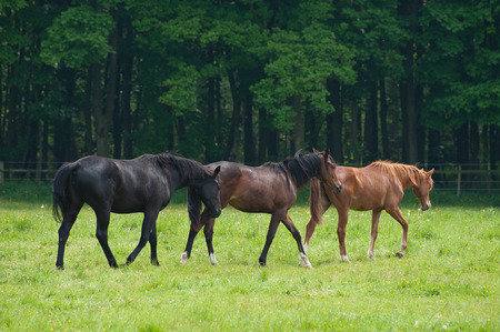 horsesの写真素材