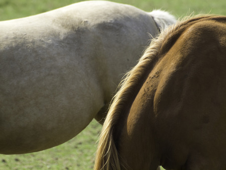 horsesの写真素材