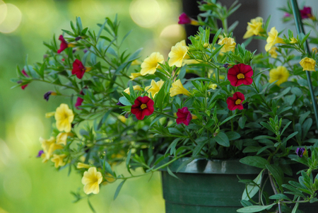 flowersの写真素材