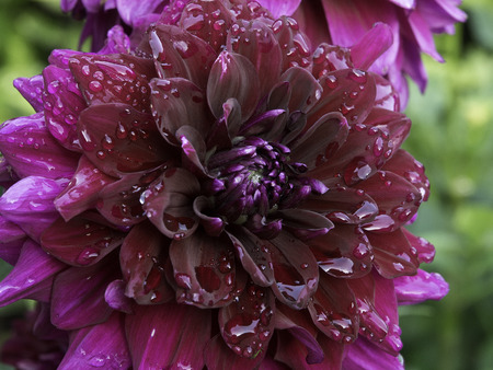 dahliaの写真素材