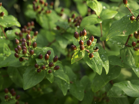 gardenの写真素材