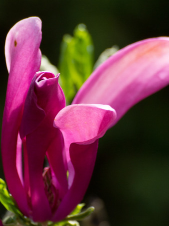 flowerの写真素材