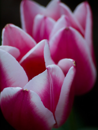 tulipの写真素材