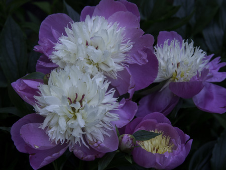 flowerの写真素材