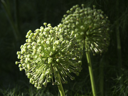 gardenの写真素材