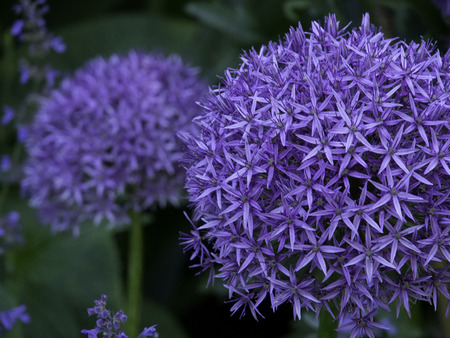 gardenの写真素材