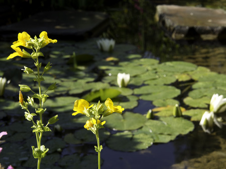 gardenの写真素材
