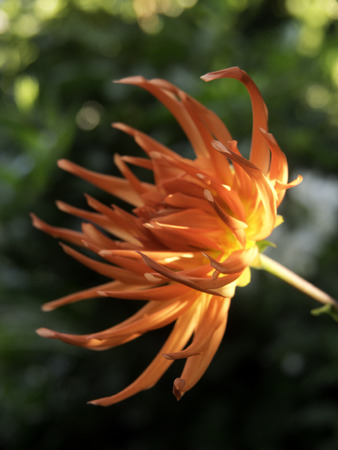 gardenの写真素材
