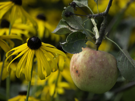 appleの写真素材