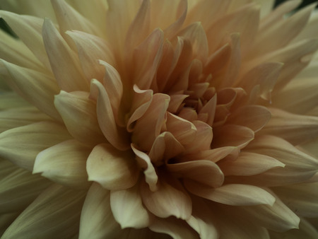 gardenの写真素材